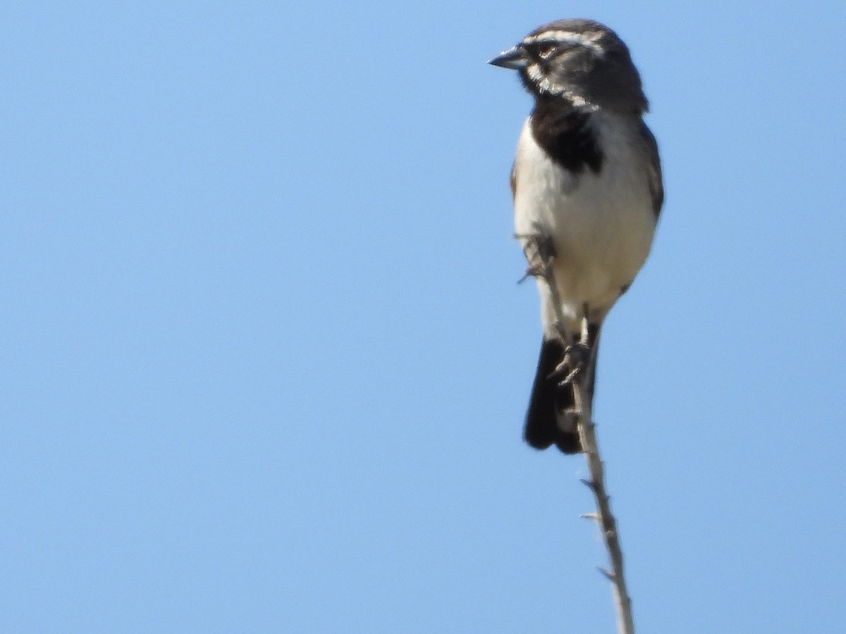 Black-throated Sparrow - ML637789766