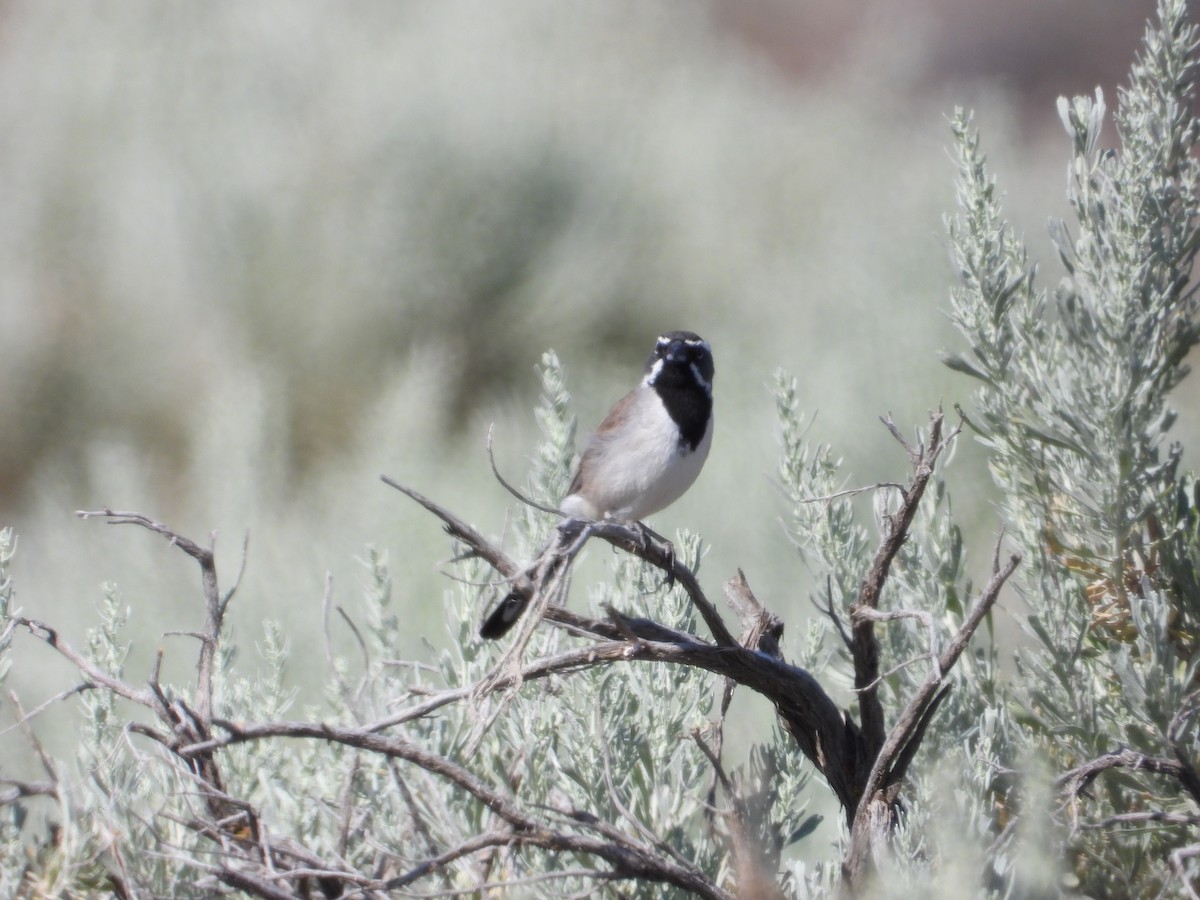 Black-throated Sparrow - ML637789771