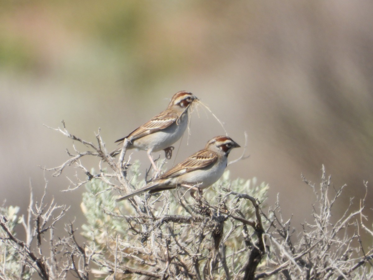 Lark Sparrow - ML637789775