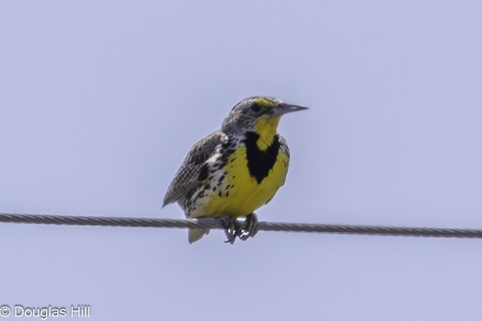 Western Meadowlark - ML637789962