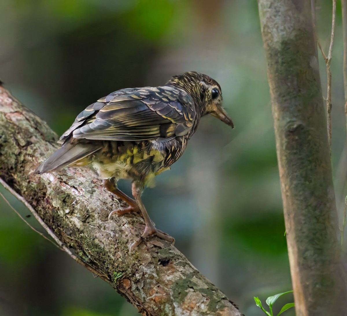 Sri Lanka Thrush - ML637789984