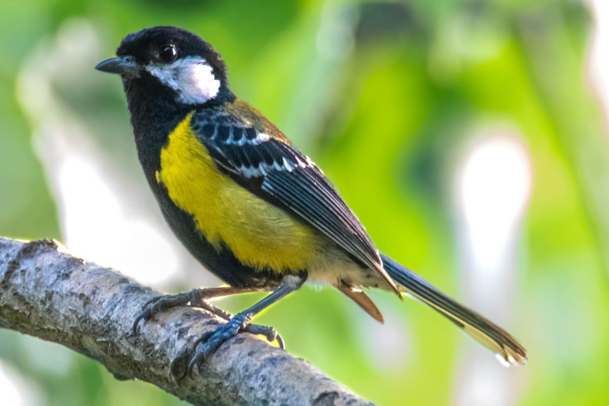 Green-backed Tit - ML637789988