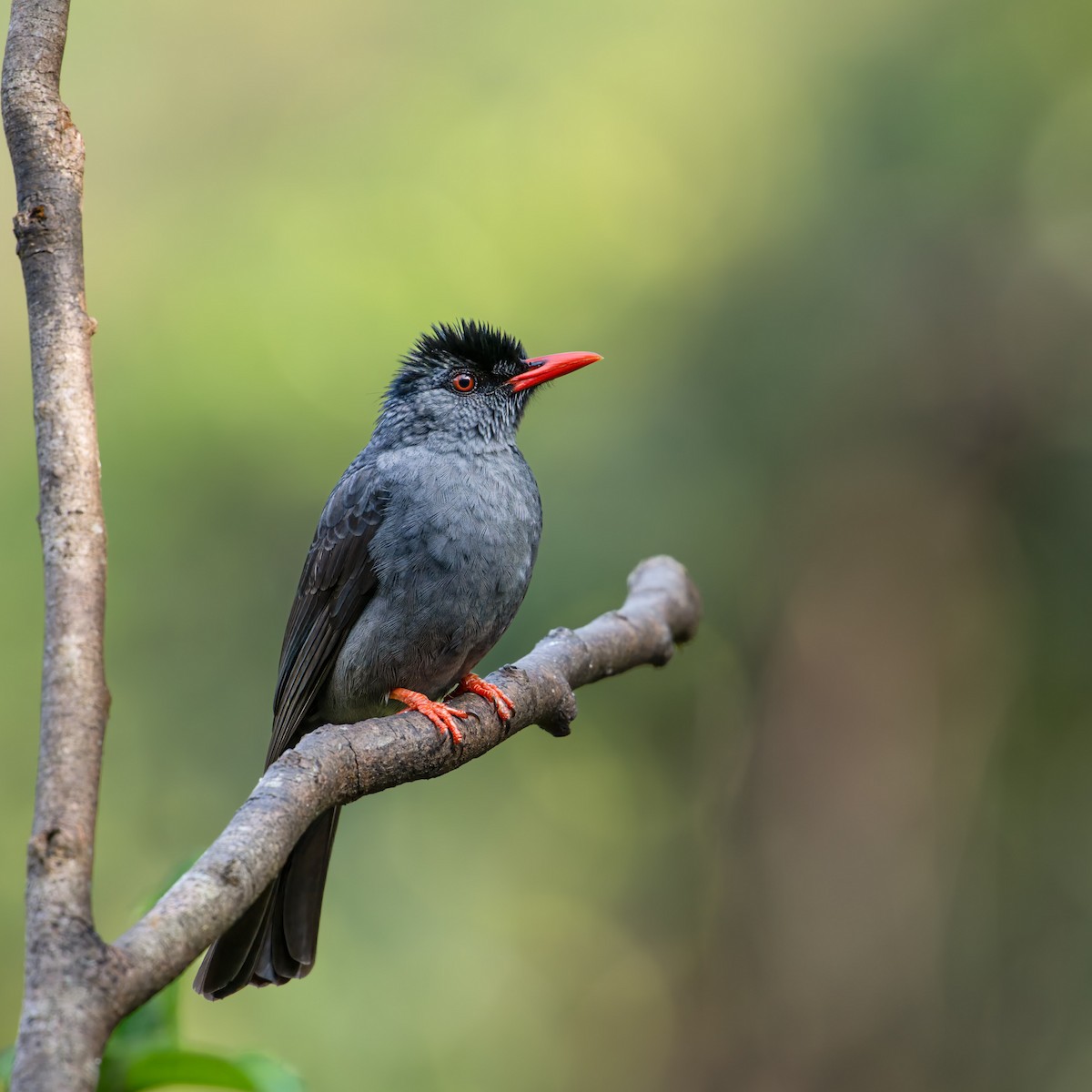 Square-tailed Bulbul - ML637790030