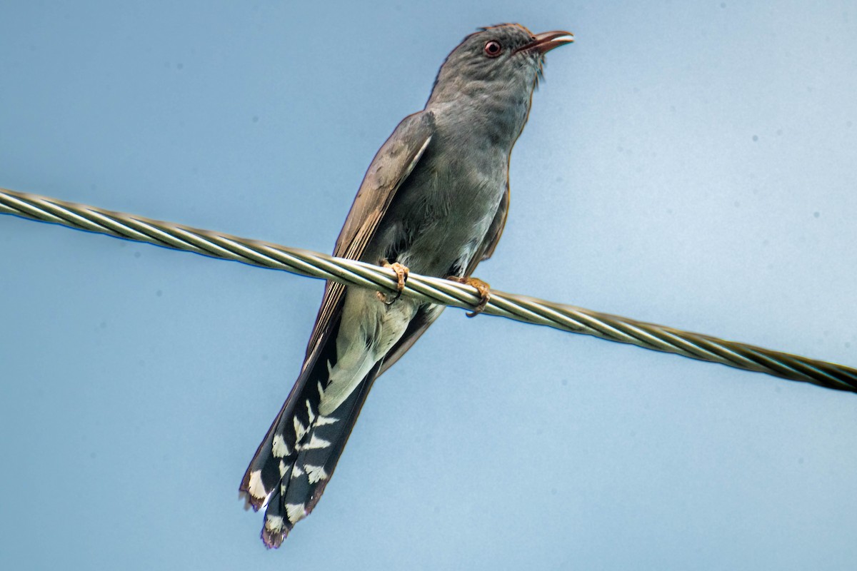 Gray-bellied Cuckoo - ML637790050