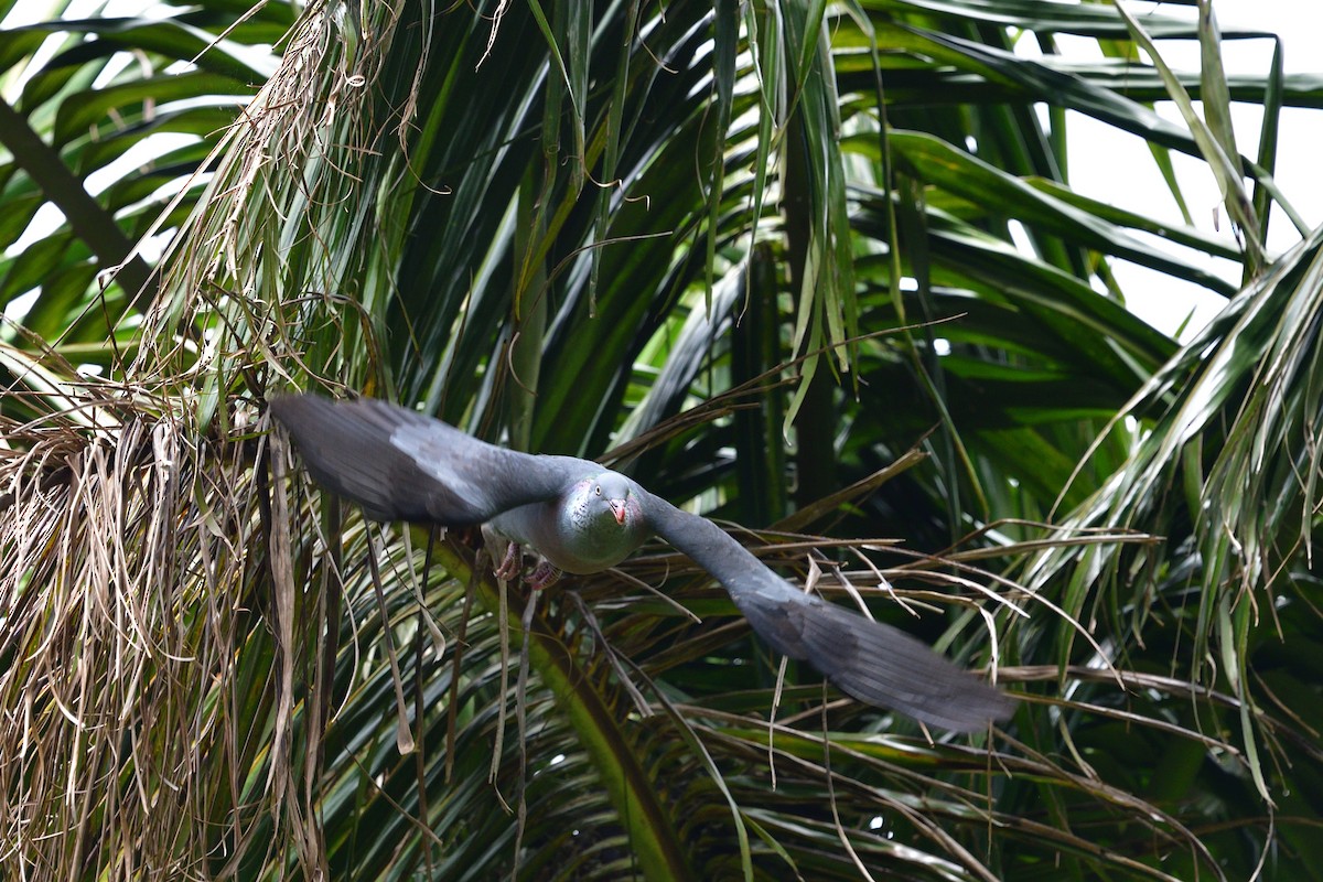 Trocaz Pigeon - ML637790103