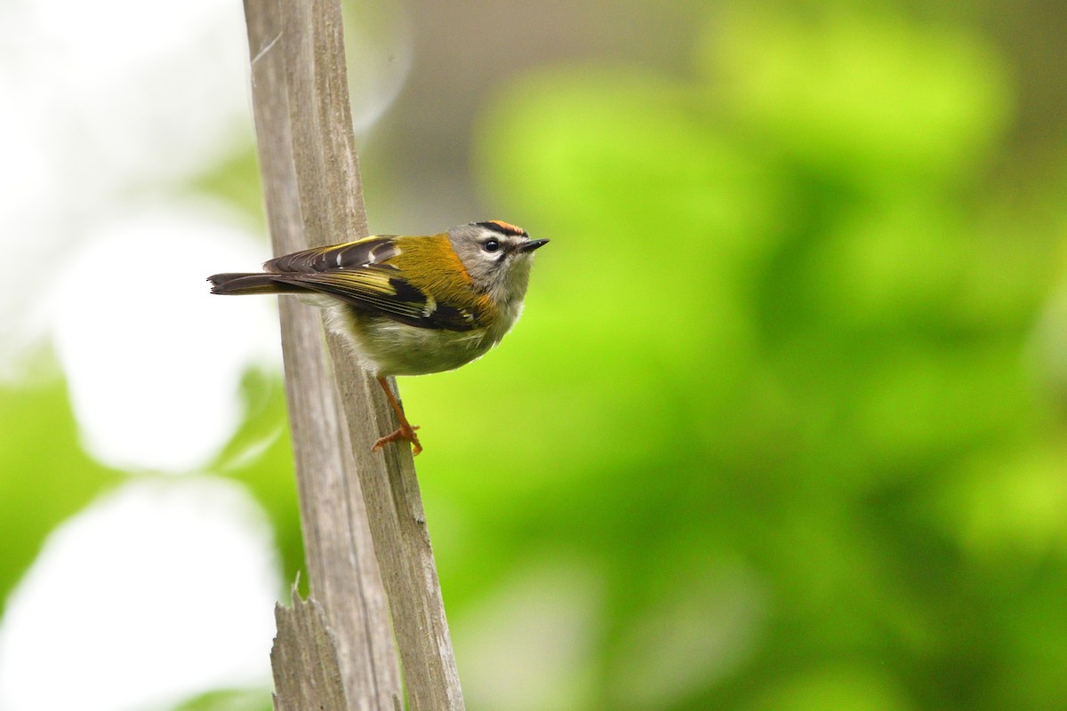 Madeira Firecrest - ML637790118