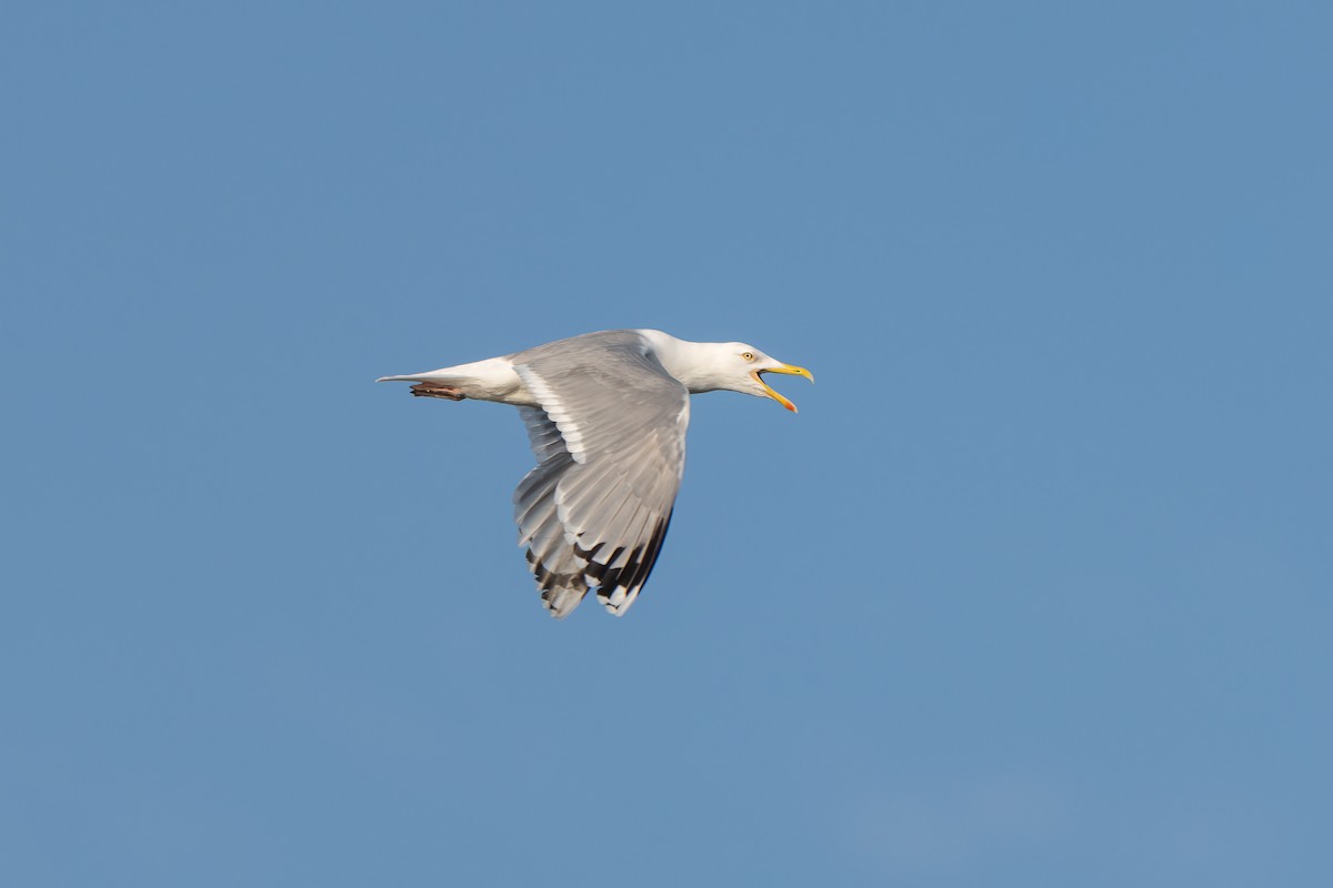 European Herring Gull - ML637790166