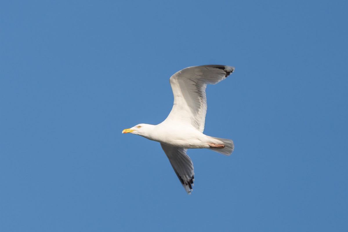 European Herring Gull - ML637790167