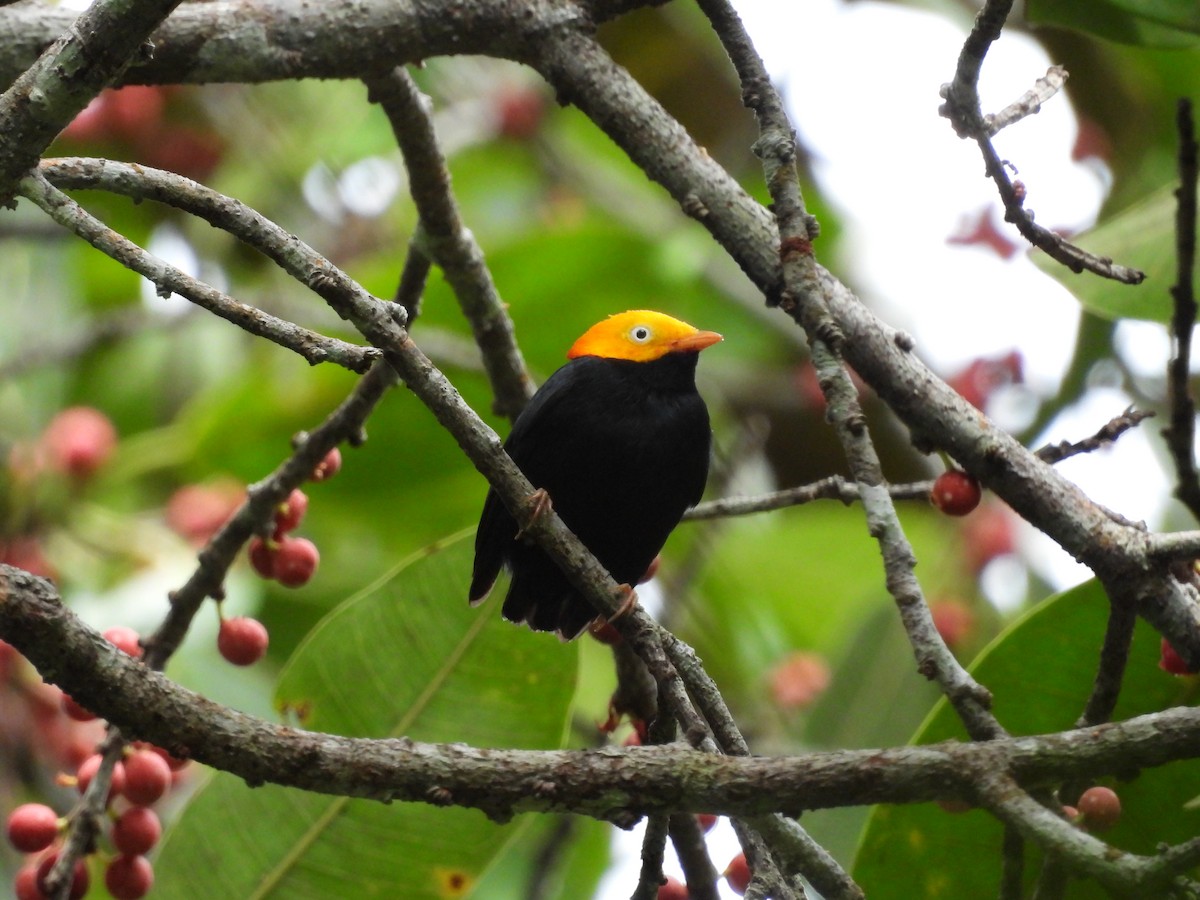 Golden-headed Manakin - ML637790191