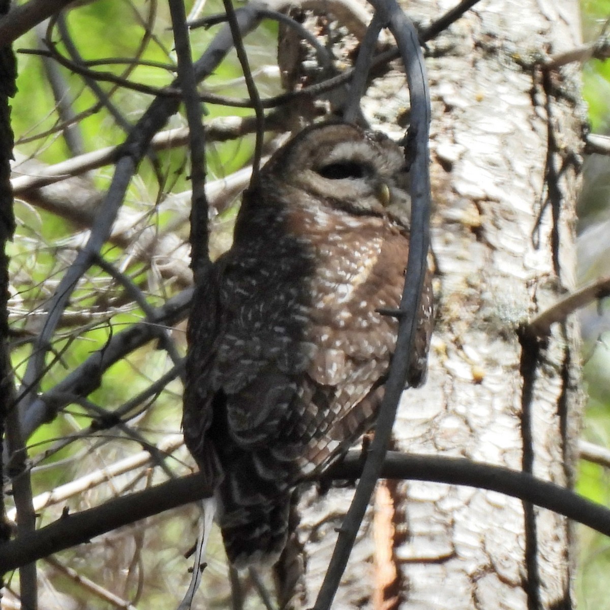 ニシアメリカフクロウ（lucida） - ML637790204