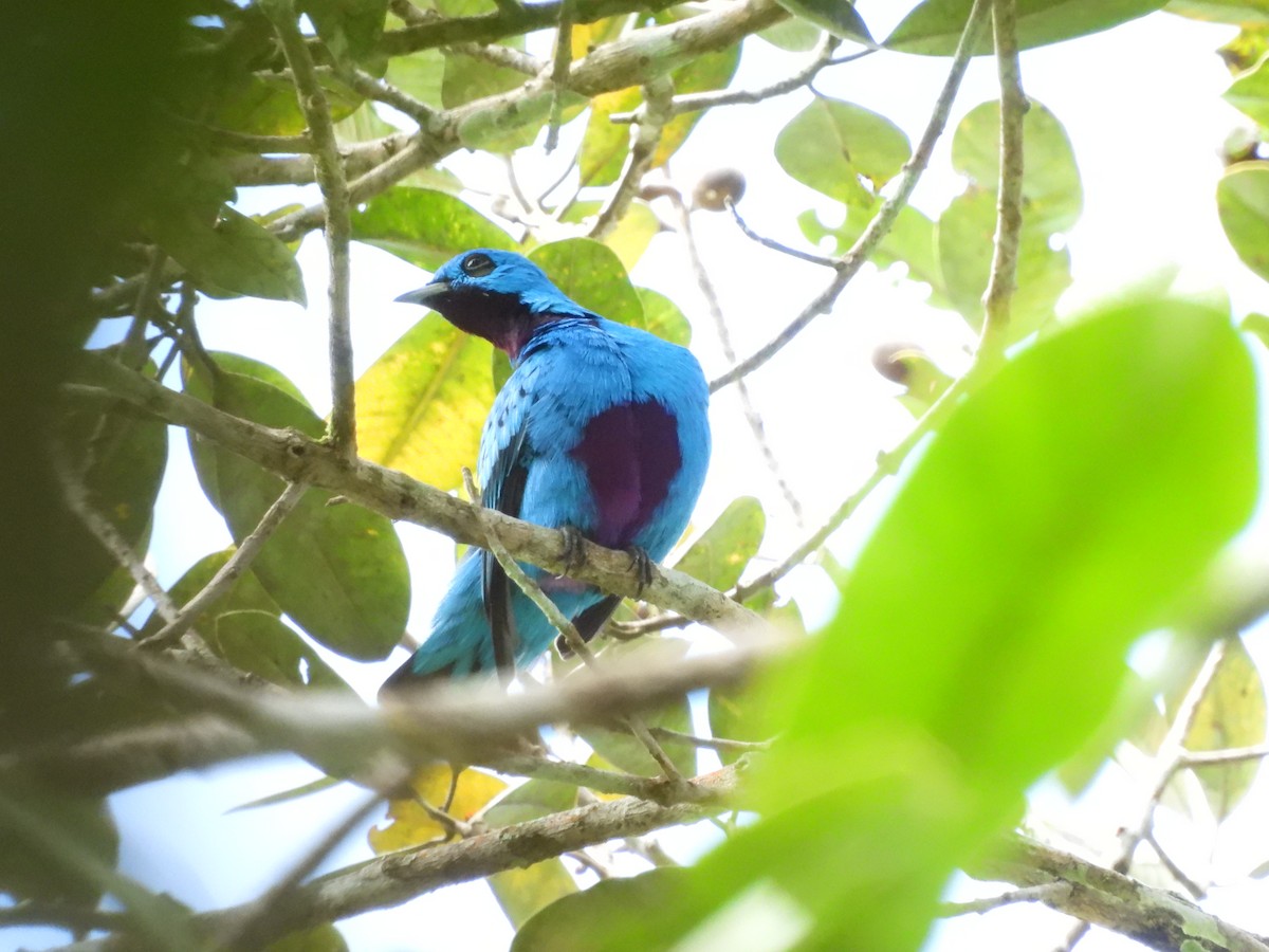 Blue Cotinga - ML637790231