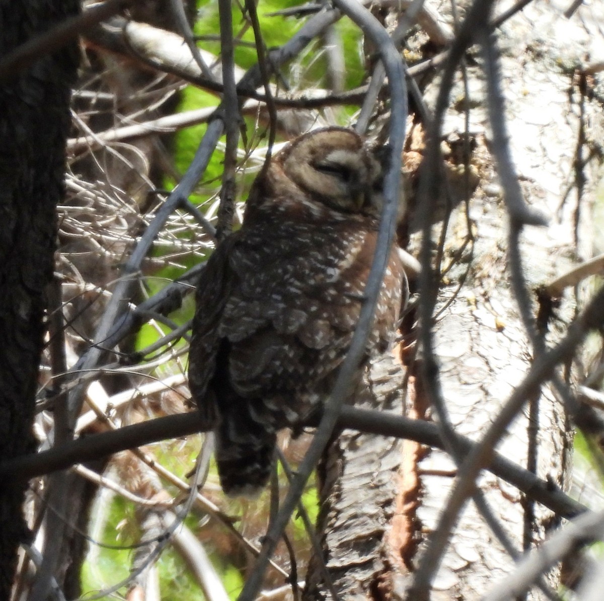 ニシアメリカフクロウ（lucida） - ML637790237