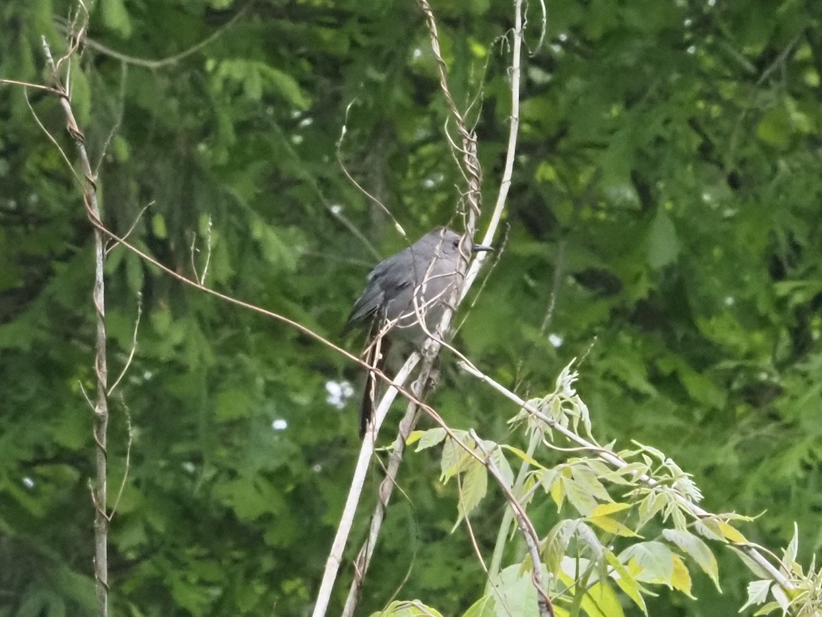 Gray Catbird - ML637790371