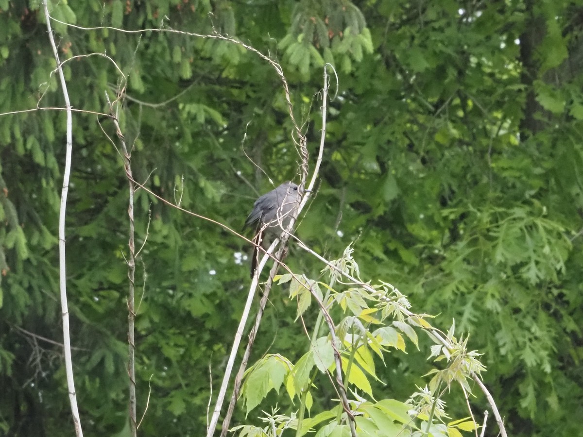 Gray Catbird - ML637790372