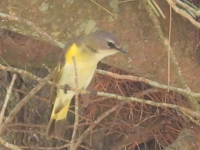 ハゴロモムシクイ - ML637790387