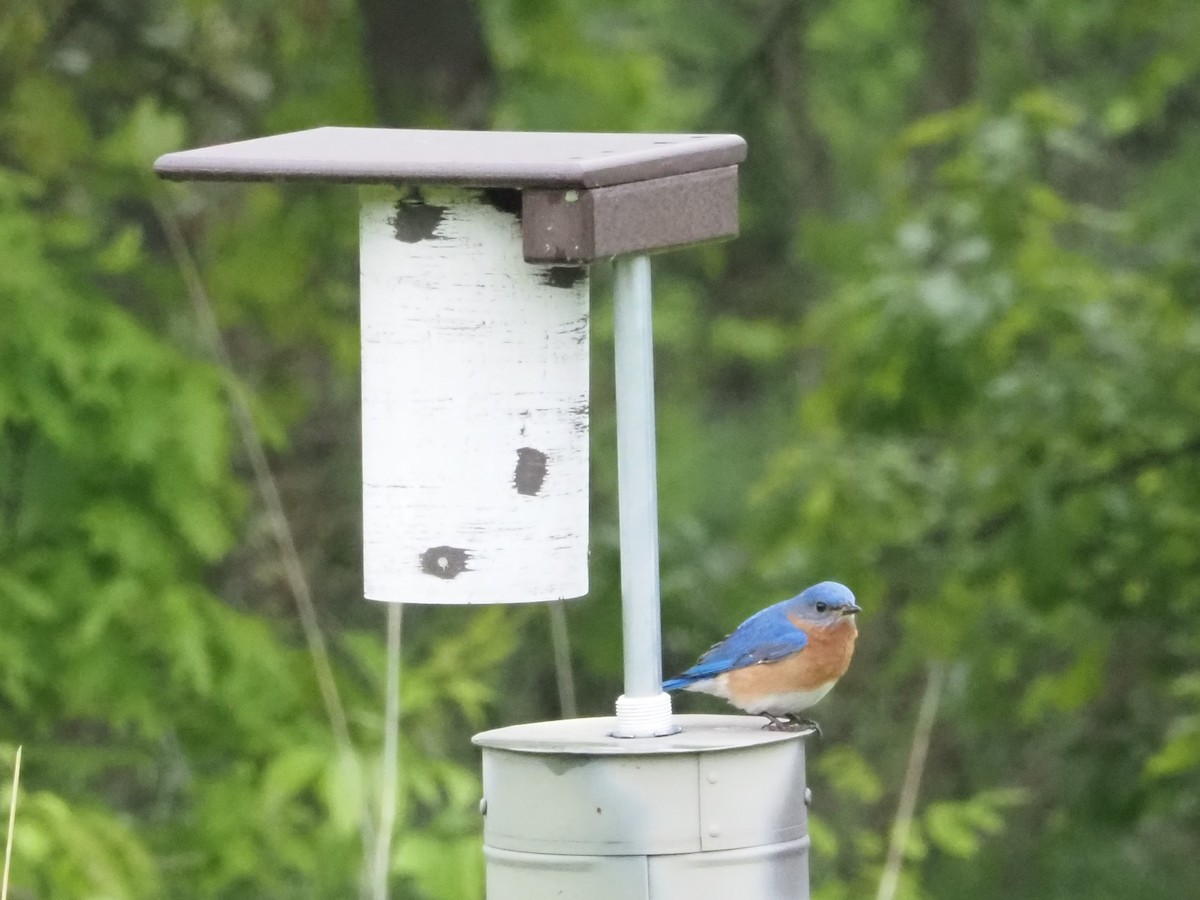 Eastern Bluebird - ML637790398