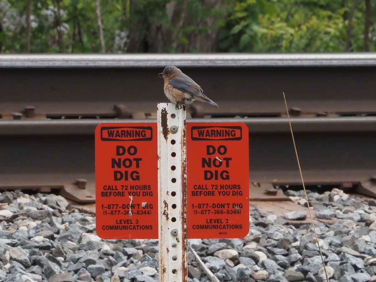 Eastern Bluebird - ML637790400