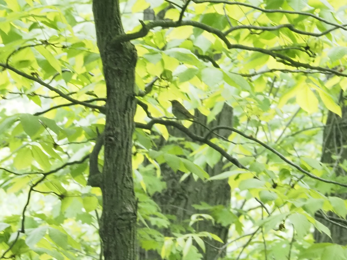Gray-cheeked Thrush - ML637790414