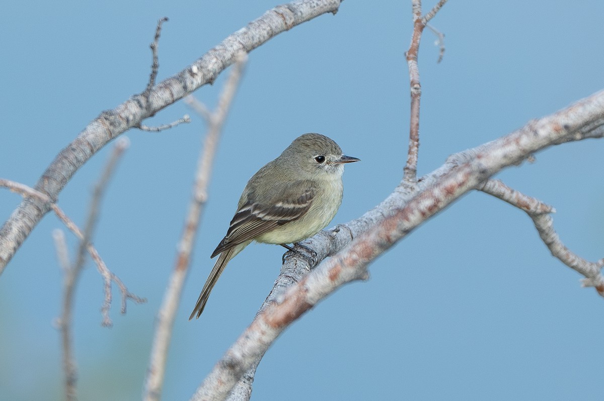 Dusky Flycatcher - ML637790491