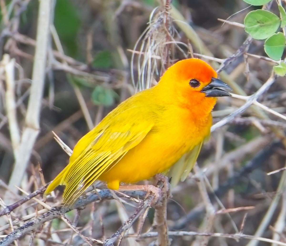 Golden Palm Weaver - ML637790541