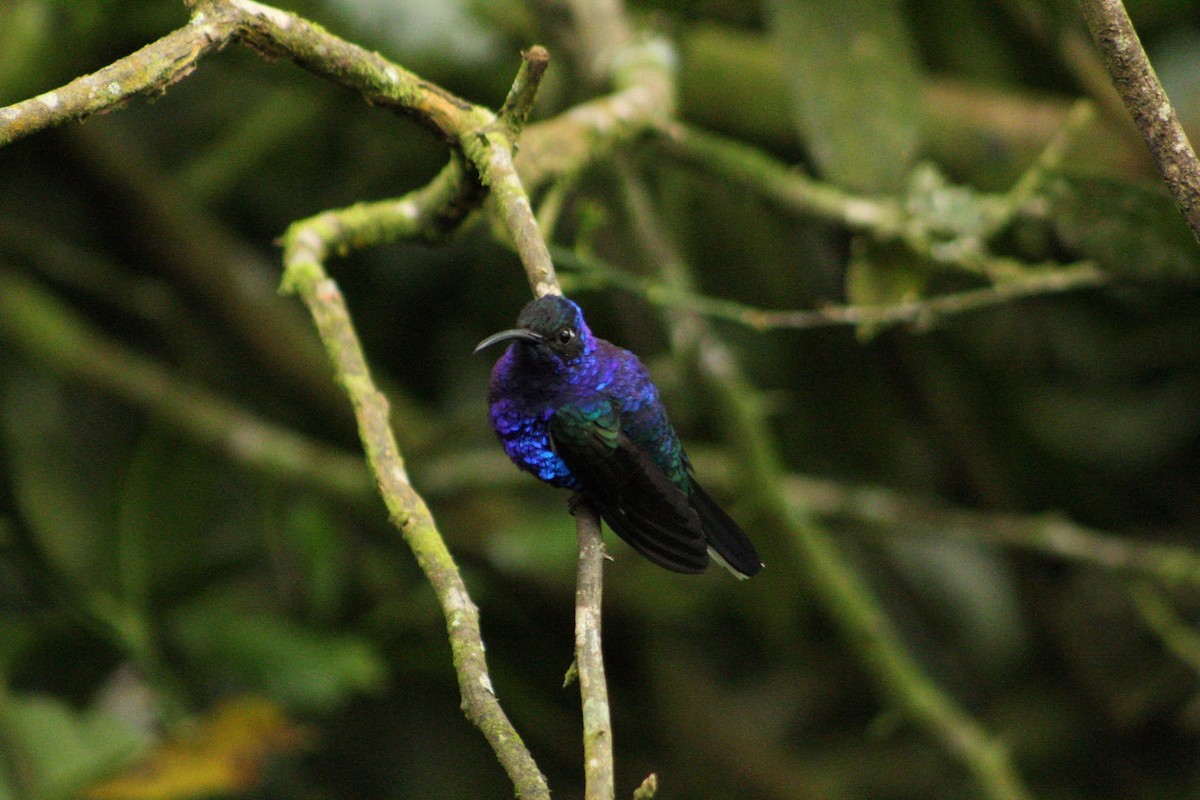Violet Sabrewing - ML637790590