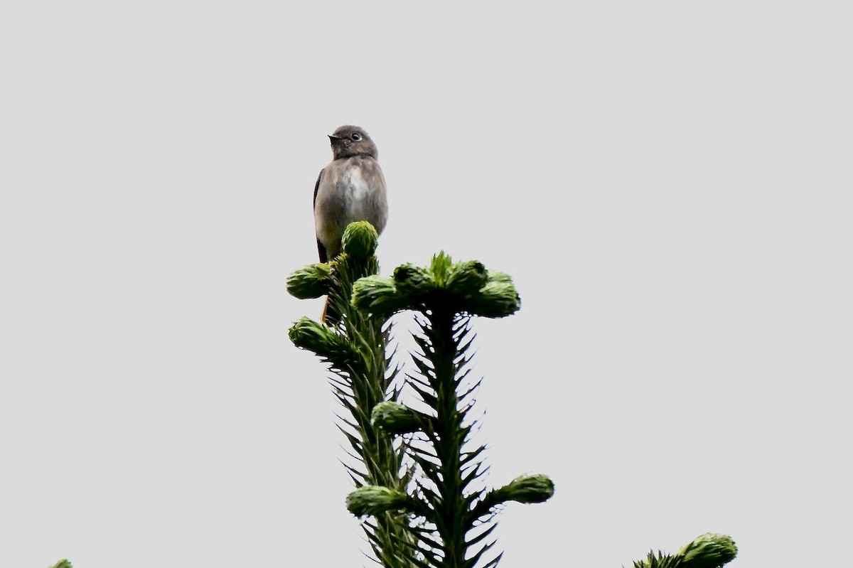 Dark-sided Flycatcher - ML637790591