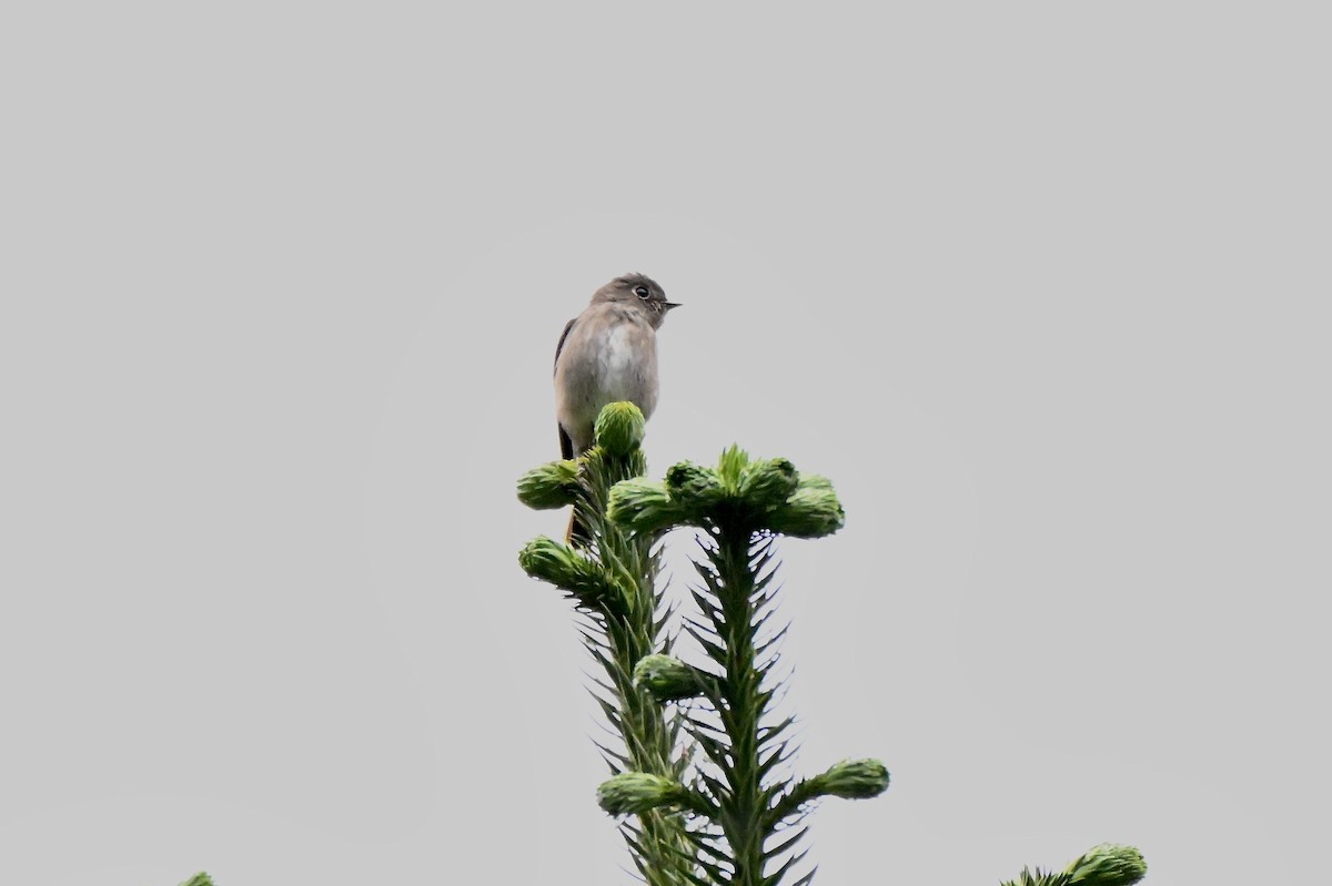 Dark-sided Flycatcher - ML637790604