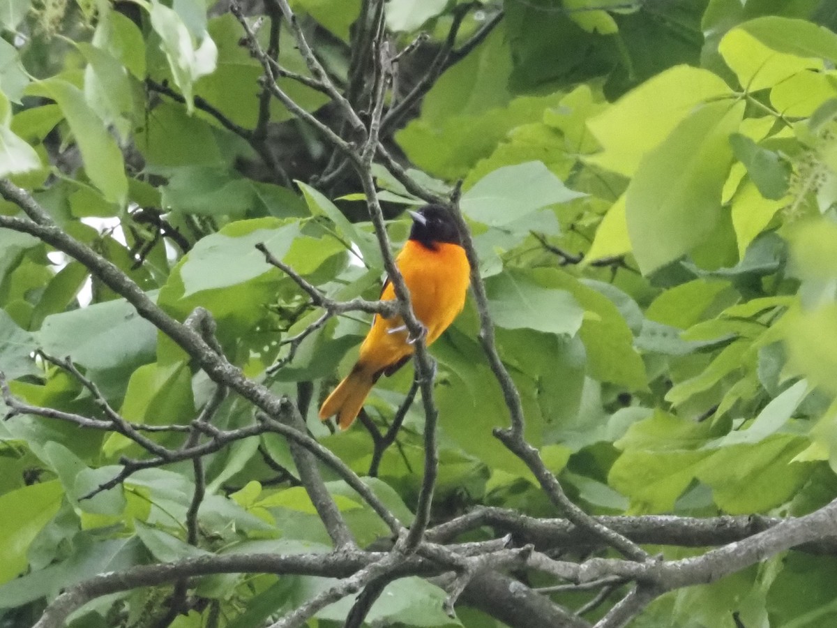 Baltimore Oriole - ML637790716