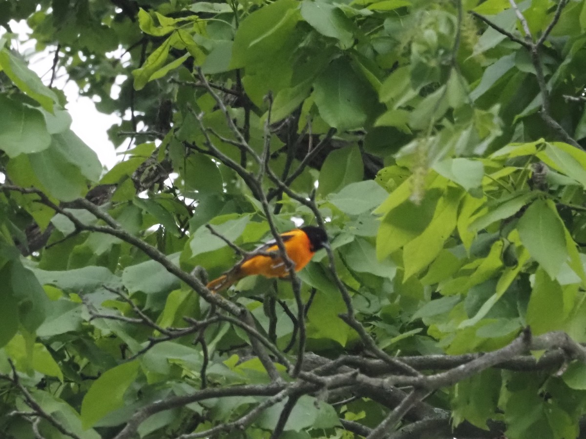 Baltimore Oriole - ML637790721