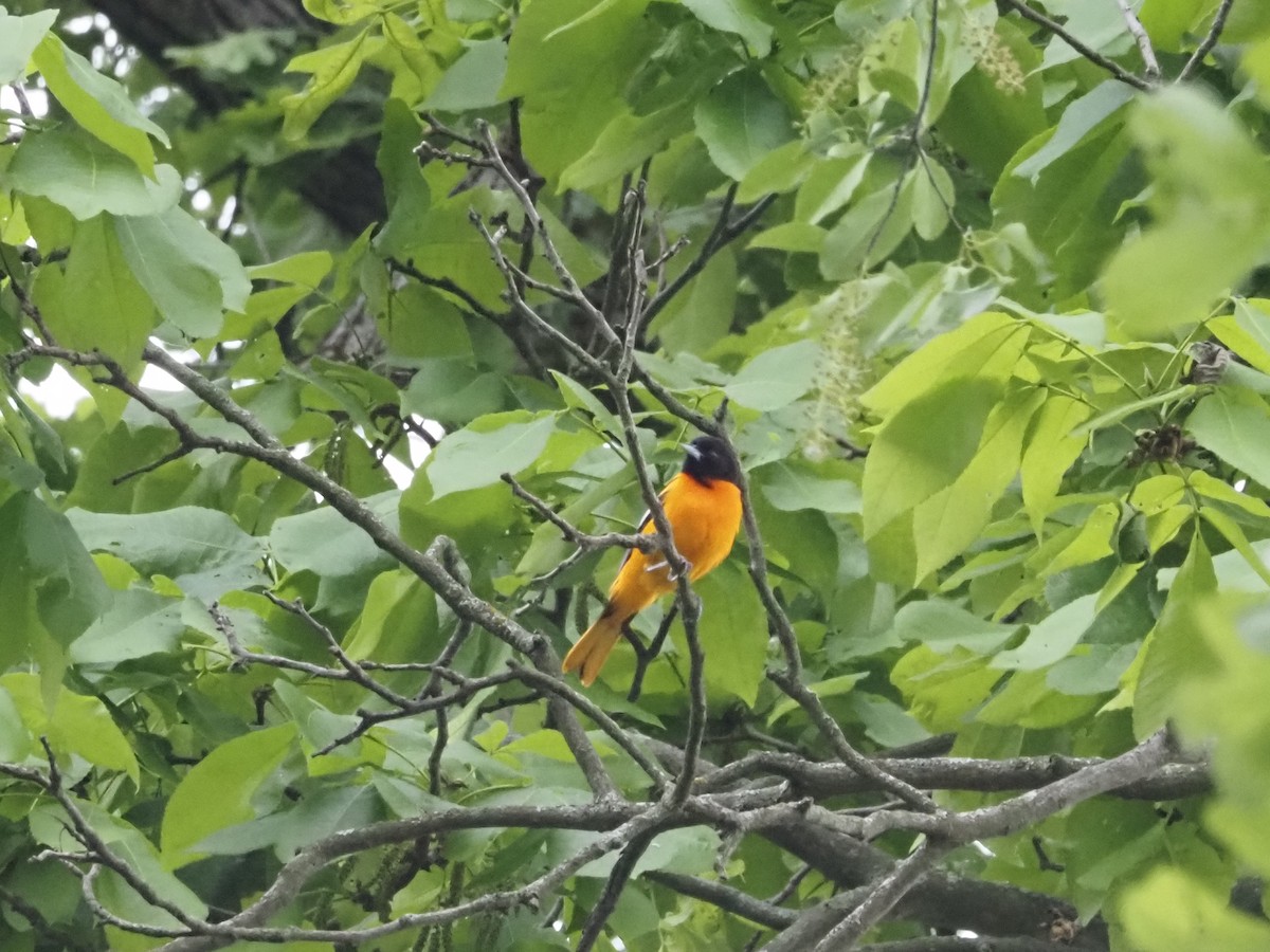Baltimore Oriole - ML637790722