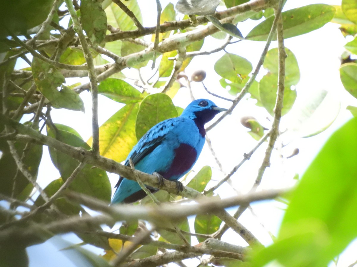 Blue Cotinga - ML637790815