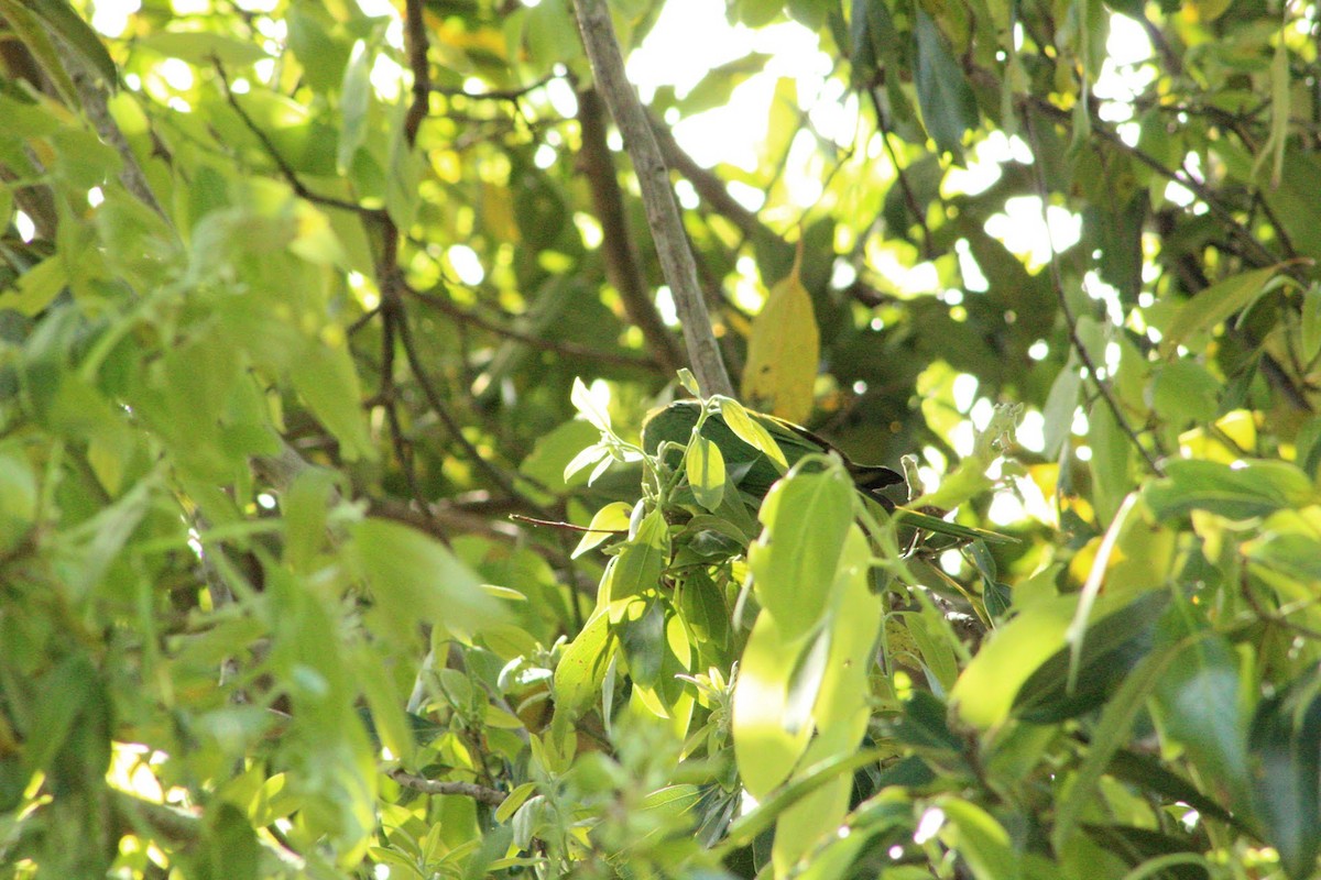 Crimson-fronted Parakeet - ML637790840