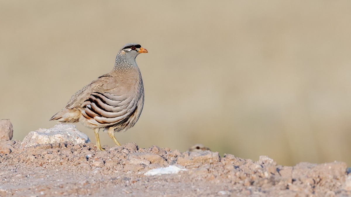 See-see Partridge - ML637790926