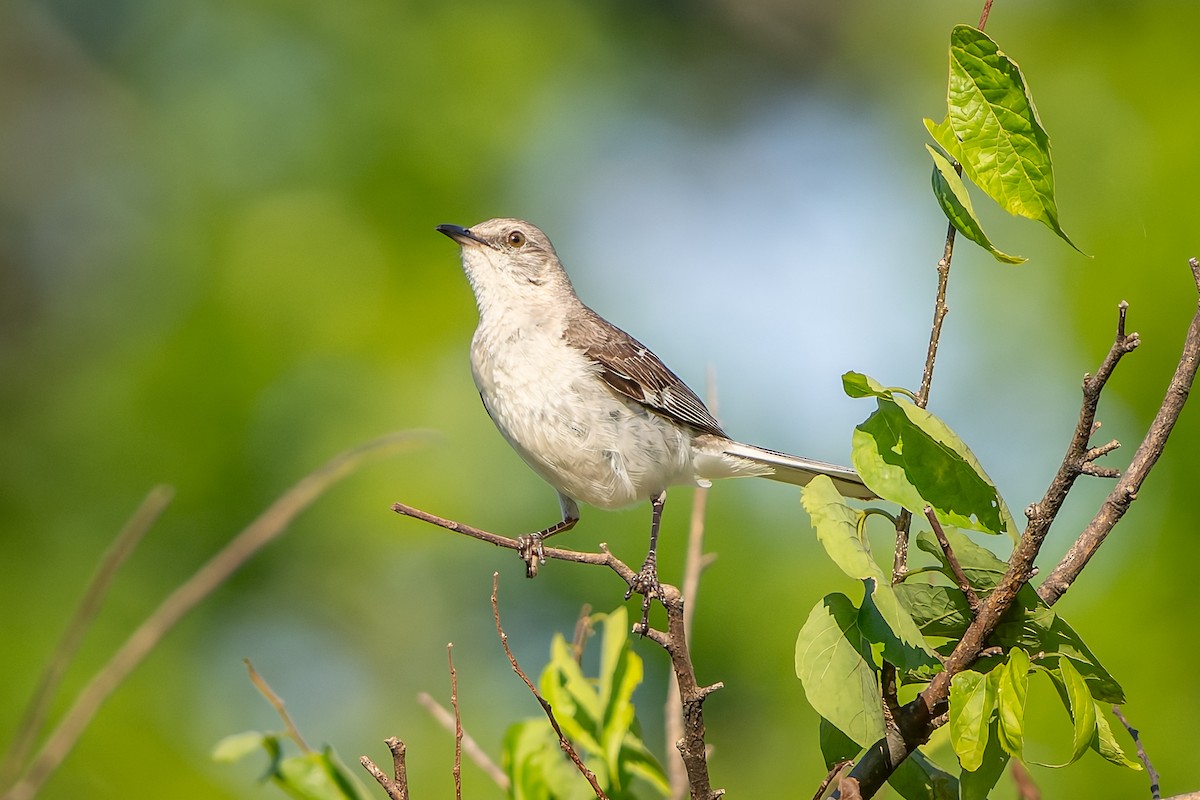 Northern Mockingbird - ML637790943