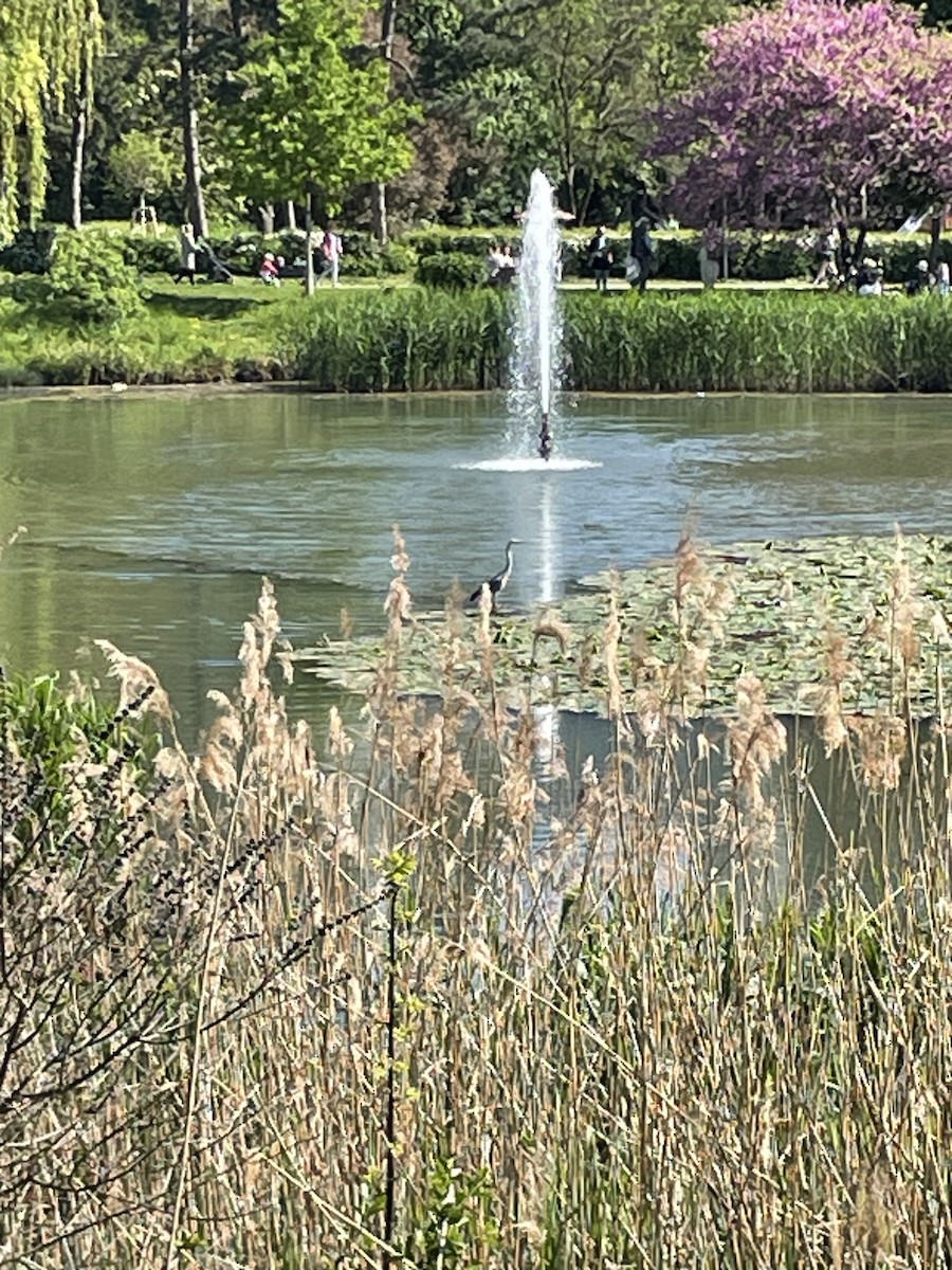Gray Heron - ML637790950