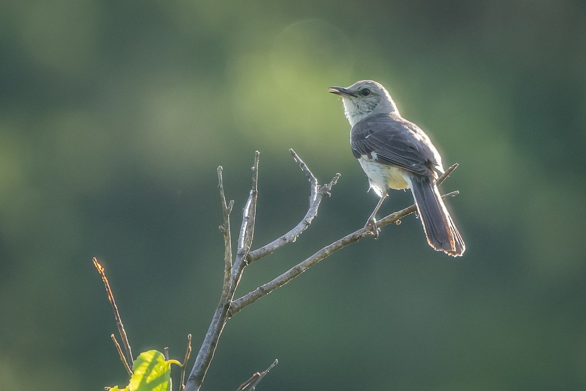 Northern Mockingbird - ML637790960