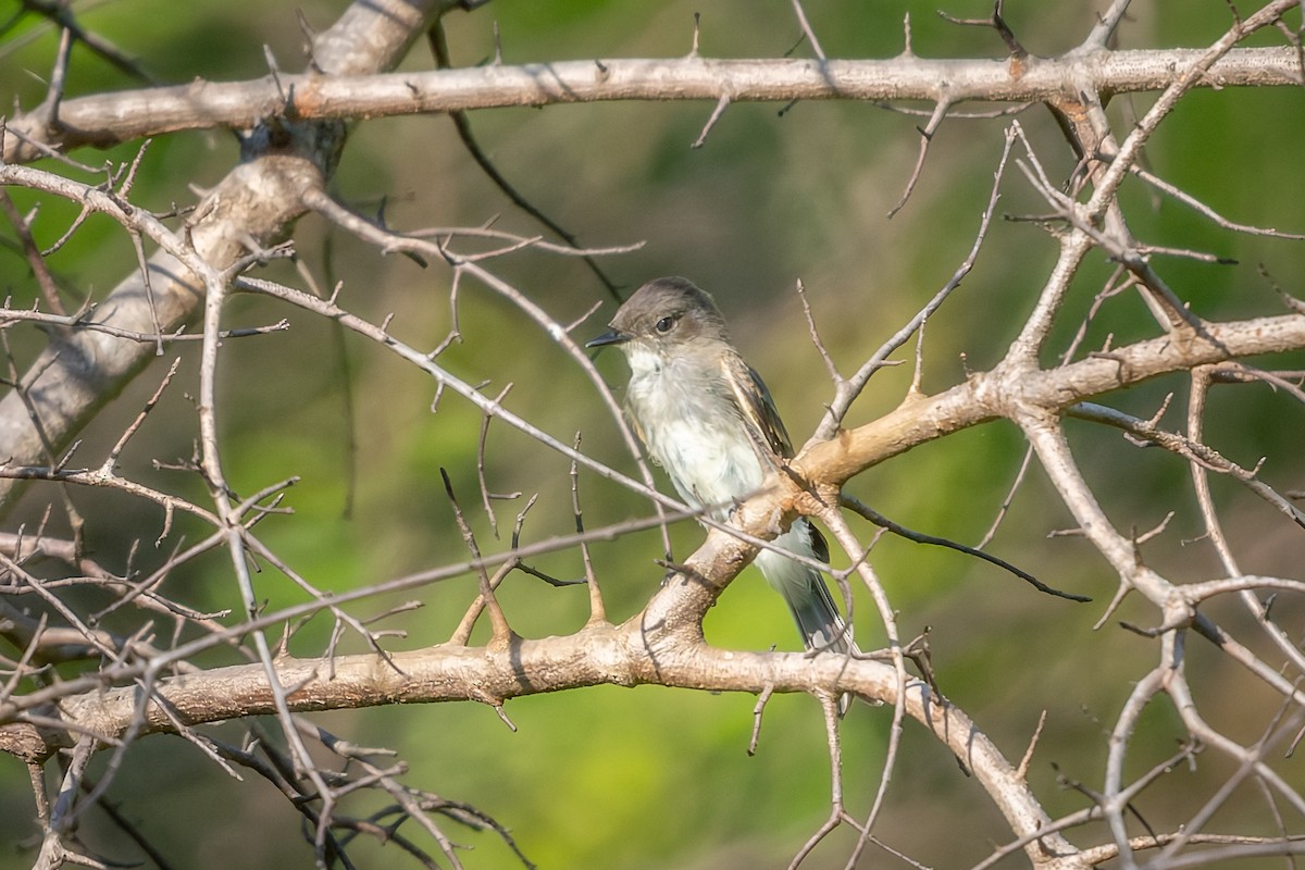 Eastern Phoebe - ML637790970