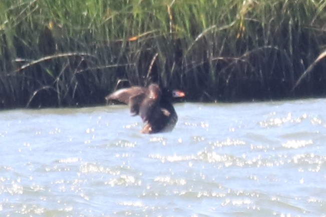 Surf Scoter - ML637791001