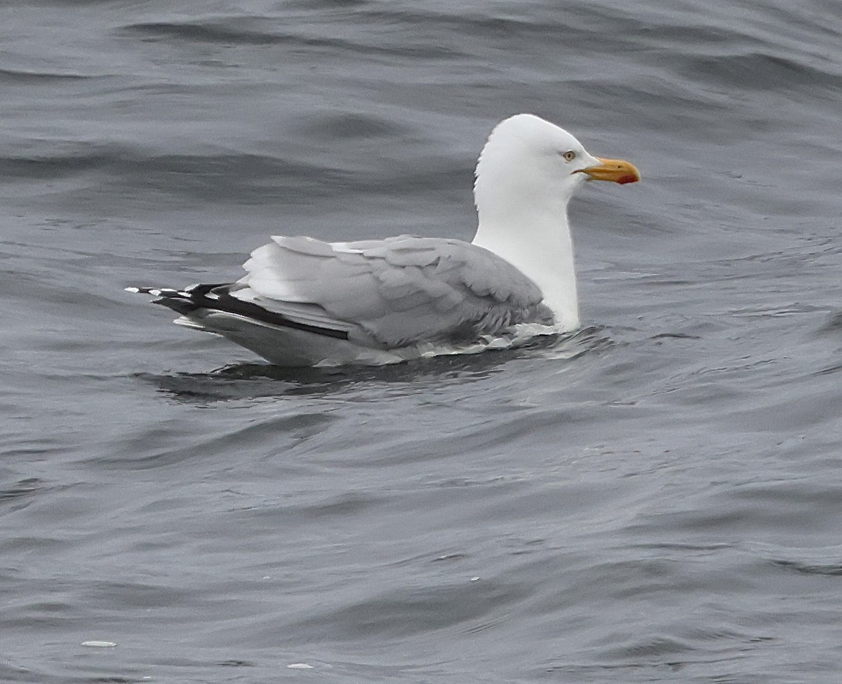 European Herring Gull - ML637791002