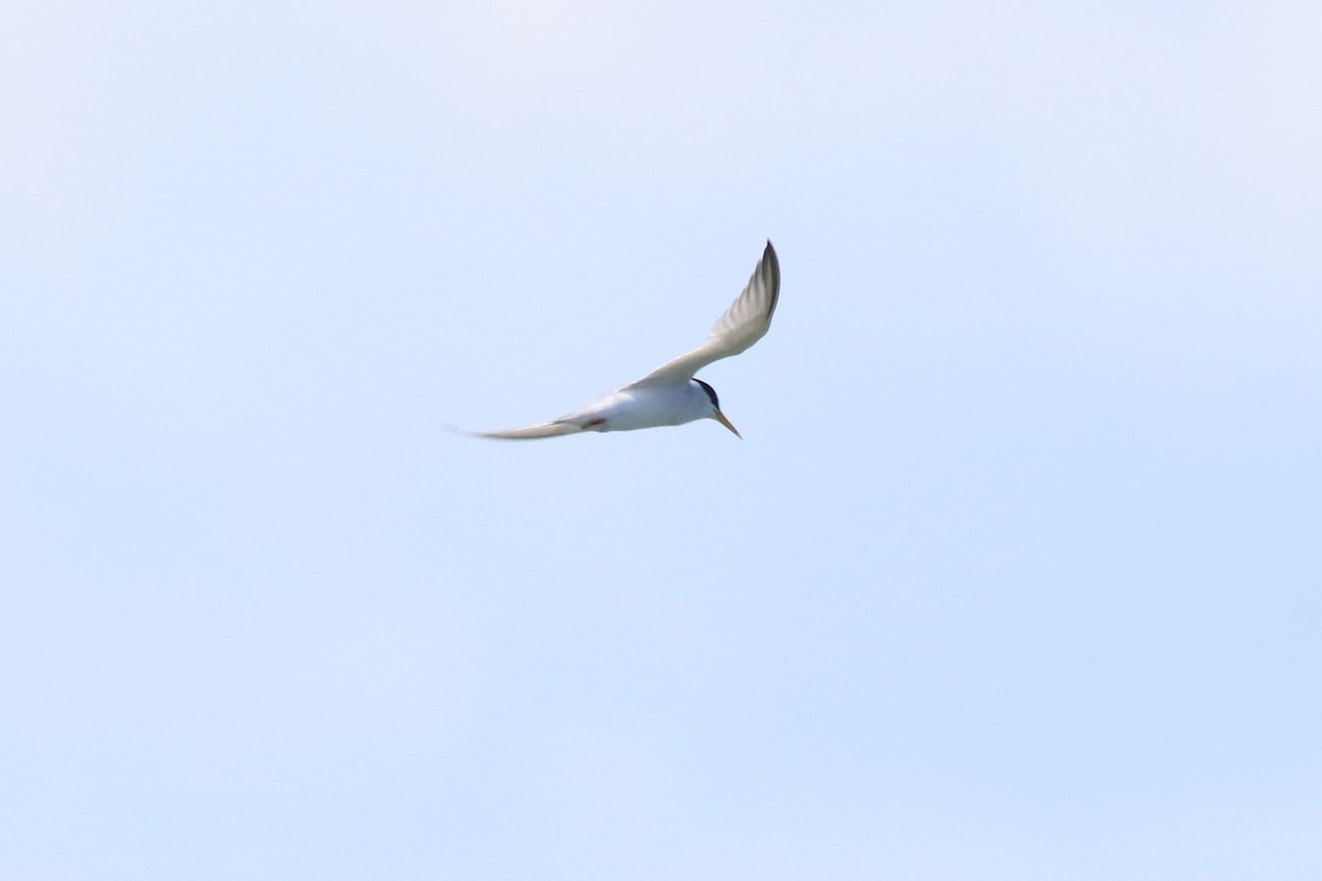 Least Tern - ML637791010