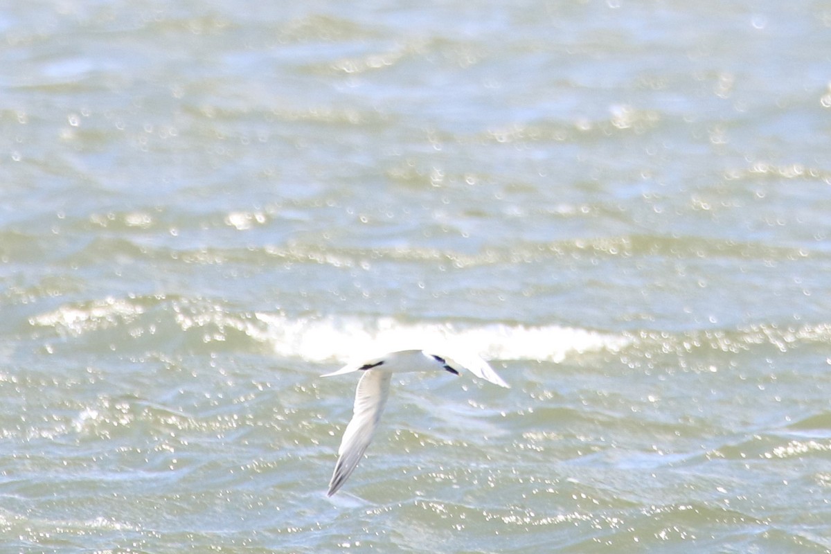 Sandwich Tern - ML637791014