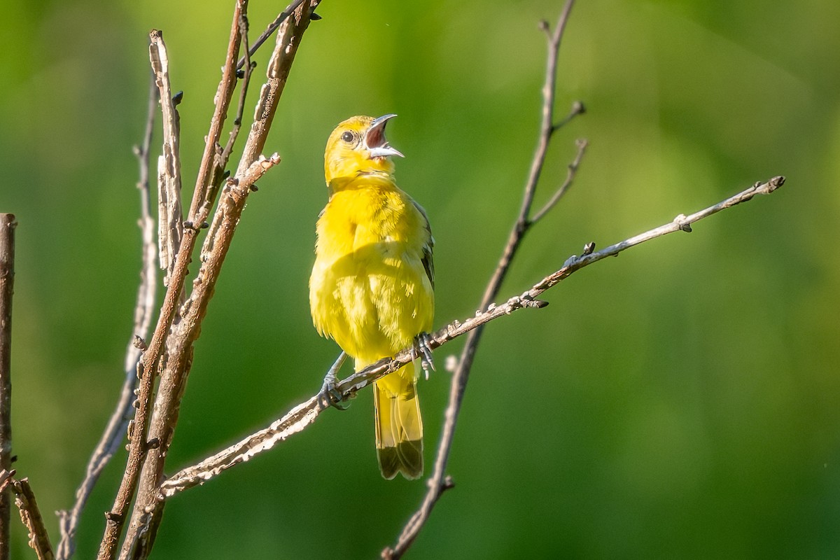 Orchard Oriole - ML637791035