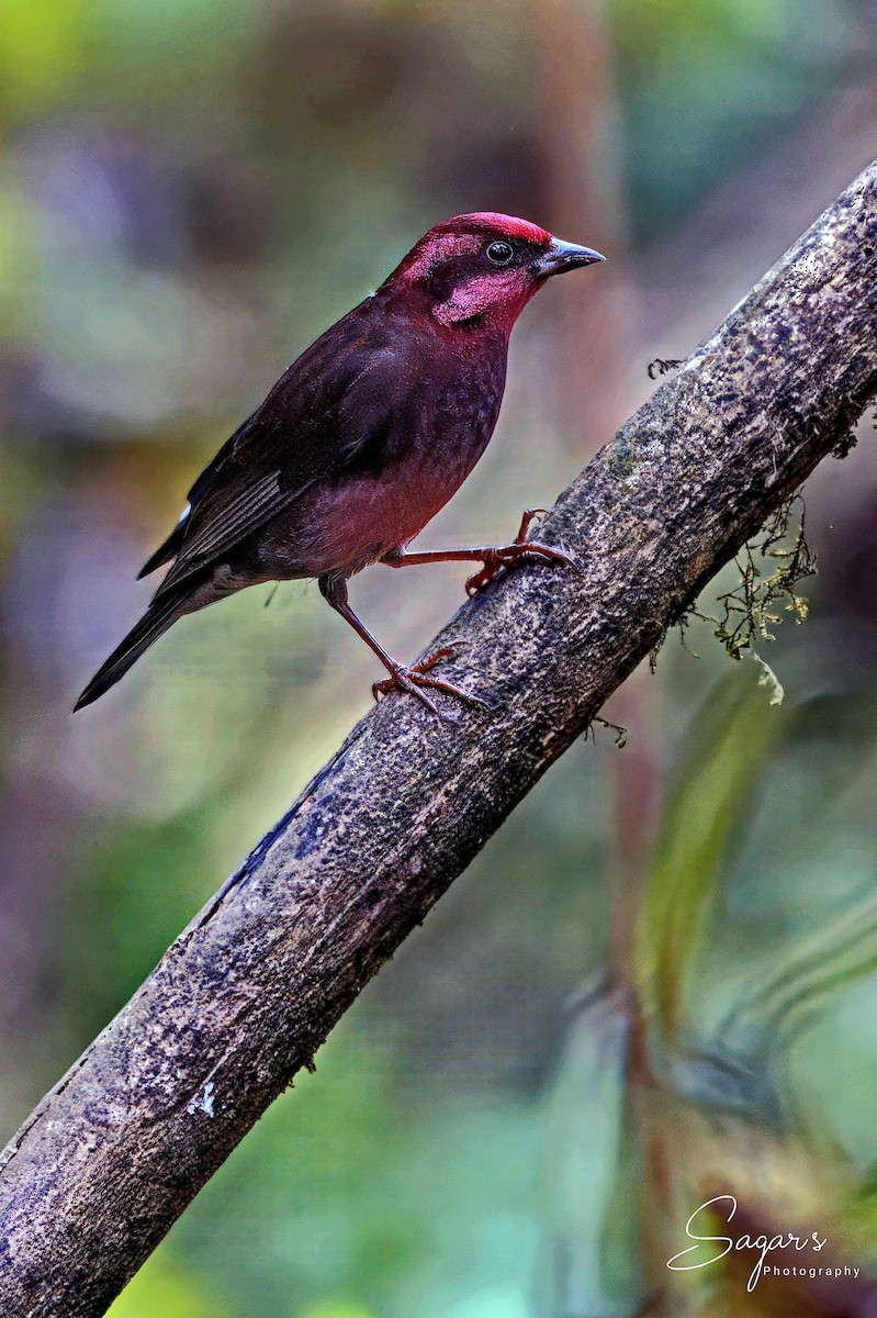 Dark-breasted Rosefinch - ML637791077
