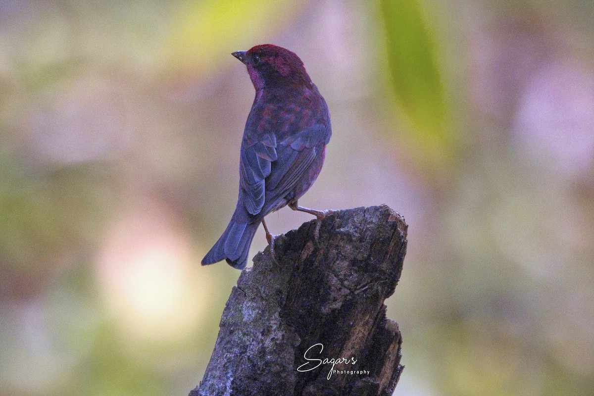 Dark-breasted Rosefinch - ML637791078