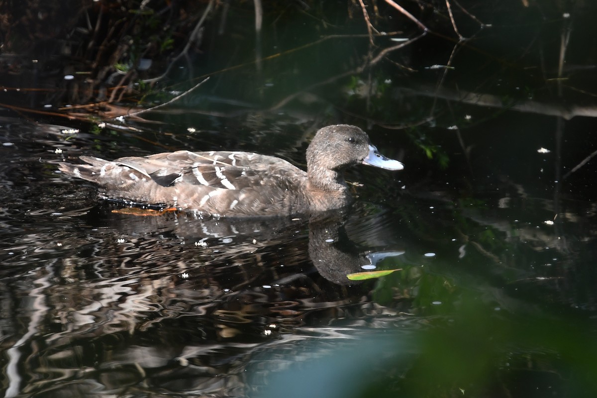 African Black Duck - ML637791118