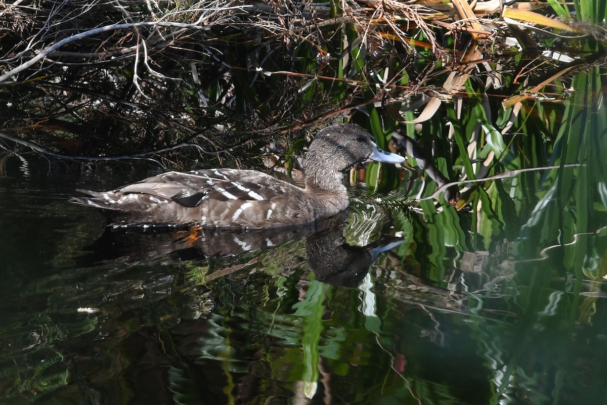 African Black Duck - ML637791120