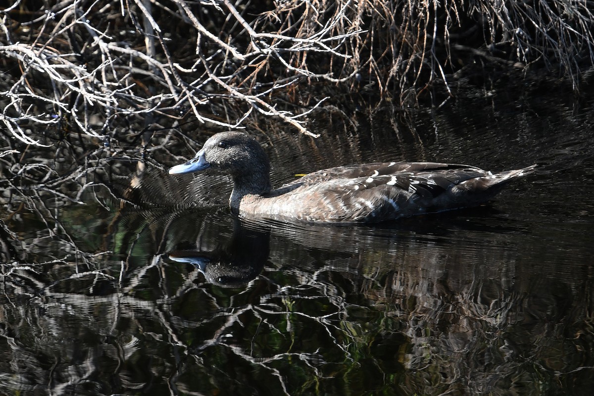 African Black Duck - ML637791124
