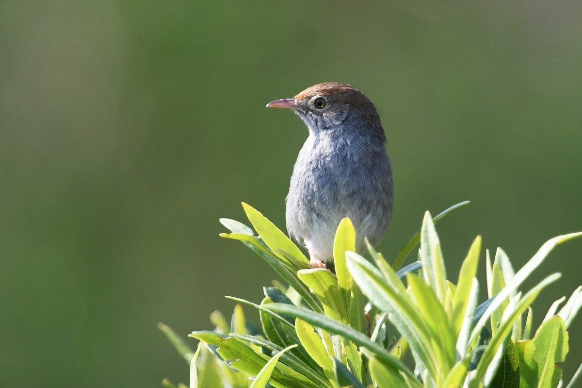 Piping Cisticola - ML637791139