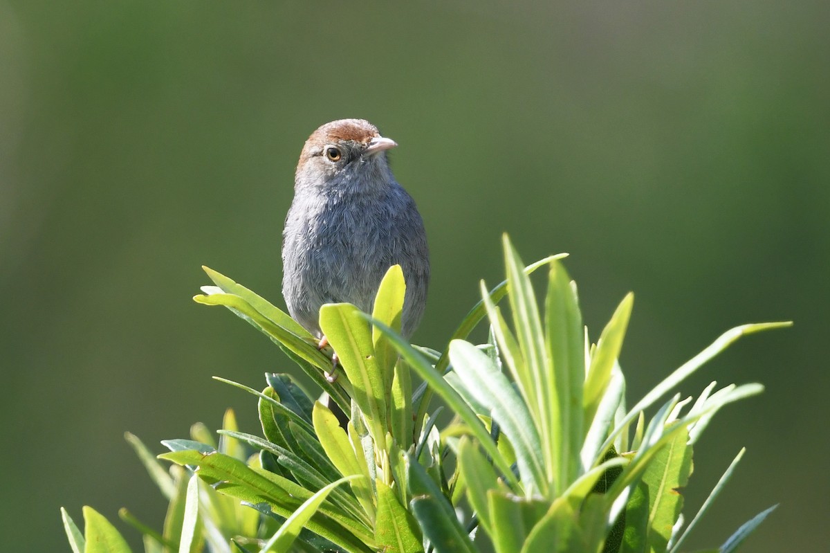 Piping Cisticola - ML637791142