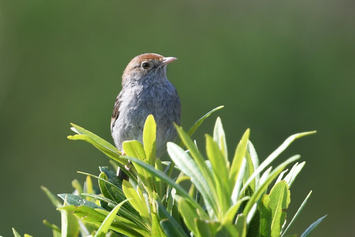 Piping Cisticola - ML637791144
